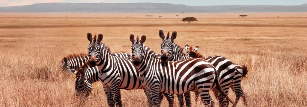 africa travel vaccines