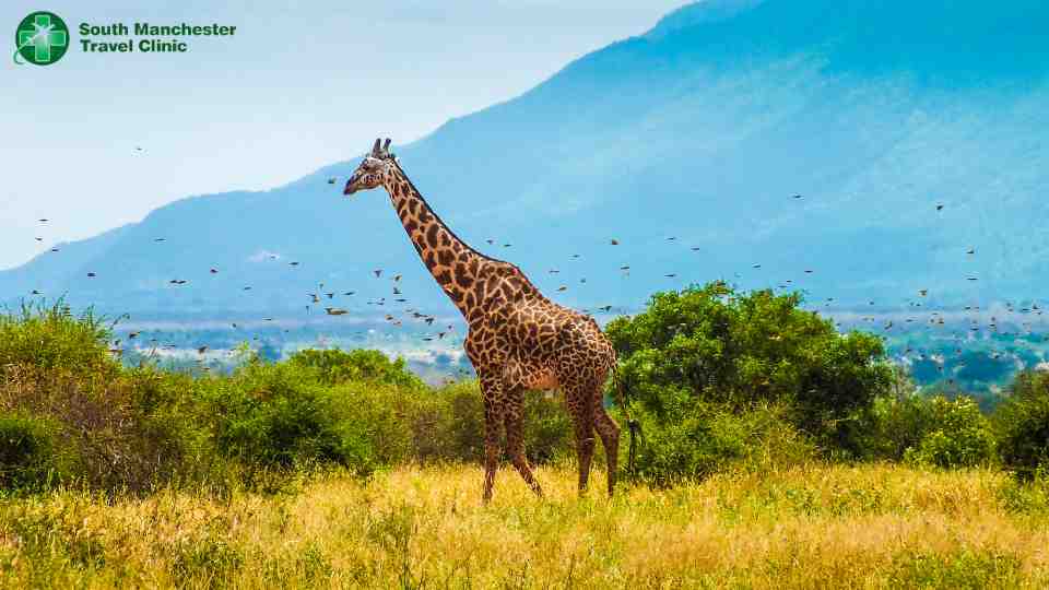 vaccinations for kenya